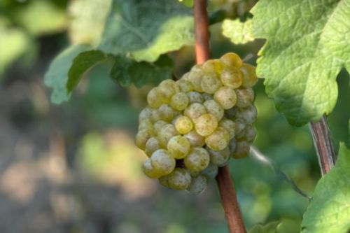Riesling-trauben