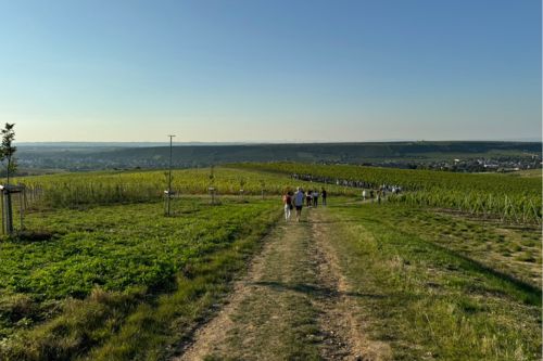 Weinbergsspaziergang